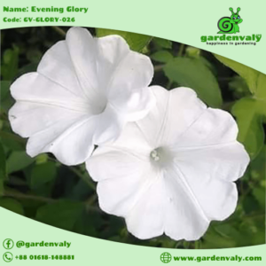 evening glory