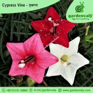 cypress vine, কুঞ্জলতা