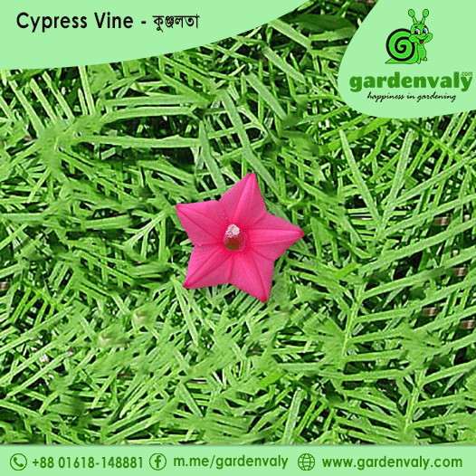 Cypress Vine (কুঞ্জলতা): Pink - 10 Seeds 1 cypress vine pink