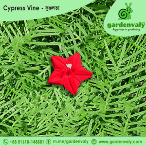 cypress vine, কুঞ্জলতা