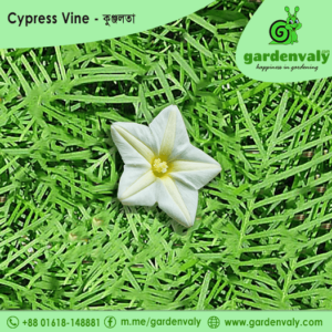 cypress vine, কুঞ্জলতা