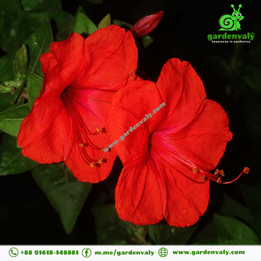 Four O'clock Flower Red-05 Seeds 2 Four O'clock Flower Red-05 Seeds - Image 2