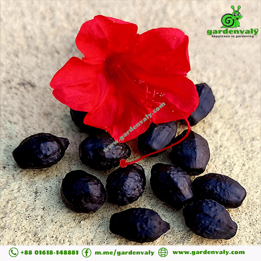 Four O'clock Flower Red-05 Seeds 1 four o'clock flower