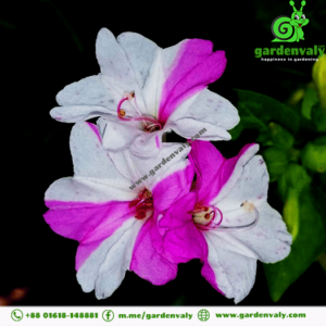 four o'clock flower