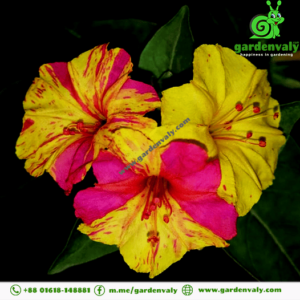 four o'clock flower