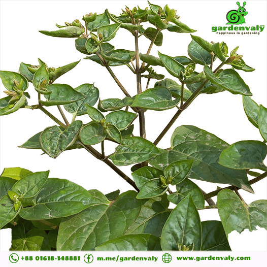 Four O'clock Flower Red-05 Seeds 3 Four O'clock Flower Red-05 Seeds - Image 3