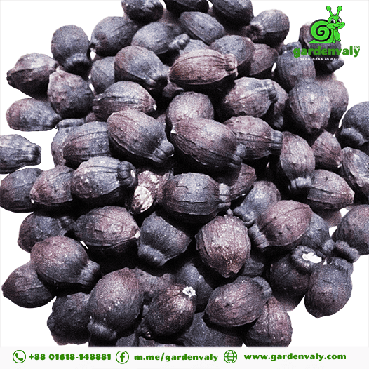 Four O'clock Flower Red-05 Seeds 4 Four O'clock Flower Red-05 Seeds - Image 4