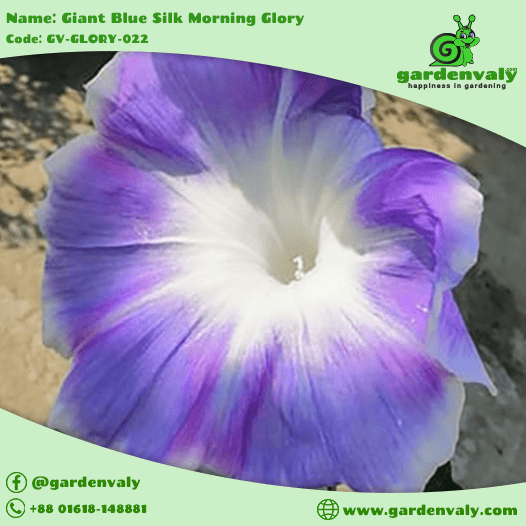 Morning Glory: Giant Blue Silk -03 Seeds 3 Morning Glory: Giant Blue Silk -03 Seeds - Image 3