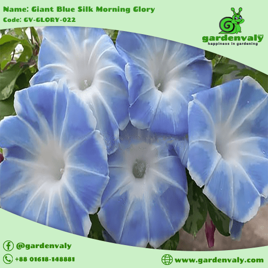 Morning Glory: Giant Blue Silk -03 Seeds 1 Giant Blue Silk Morning Glory