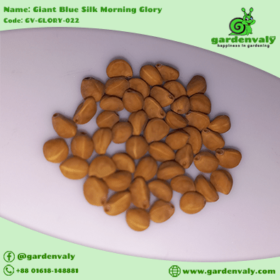 Morning Glory: Giant Blue Silk -03 Seeds 2 Morning Glory: Giant Blue Silk -03 Seeds - Image 2