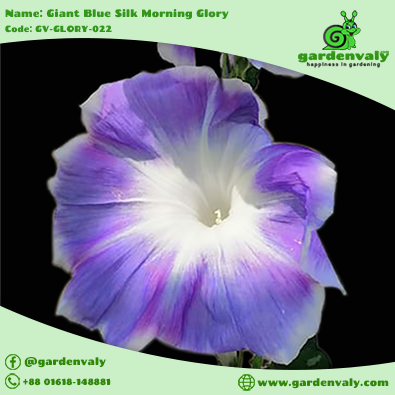 Morning Glory: Giant Blue Silk -03 Seeds 4 Morning Glory: Giant Blue Silk -03 Seeds - Image 4