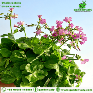 Oxalis Debilis- 01 Bulb