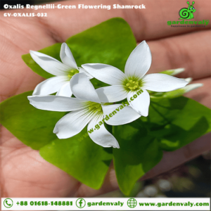 Oxalis Regnellii-Green Leaves