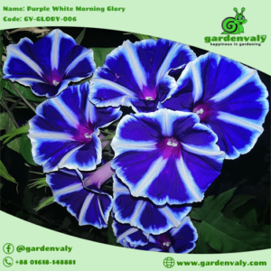 morning glory
