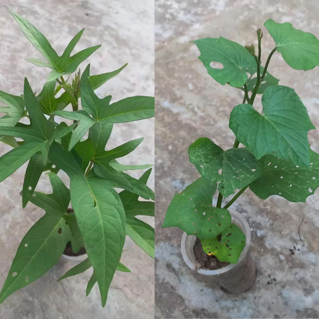 Top Quality Purple and Orange Sweet Potato Seedlings - Easy to Grow, Rich in Nutrients, 100% Guaranteed 2 purple-and-orange-sweet-potato-vine