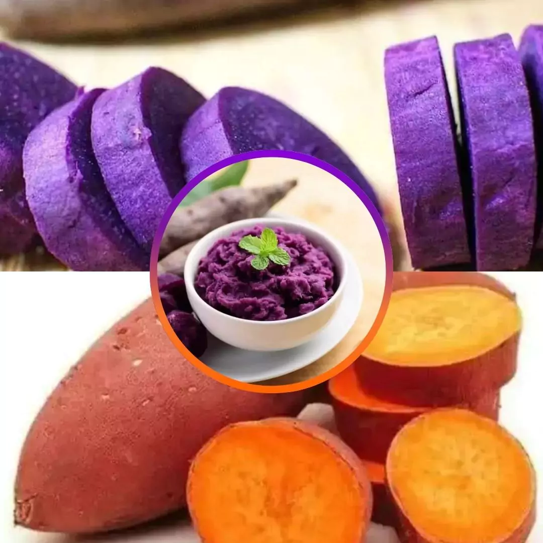 Top Quality Purple and Orange Sweet Potato Seedlings - Easy to Grow, Rich in Nutrients, 100% Guaranteed 1 purple-and-orange-sweet-potato-seedlings-thamb