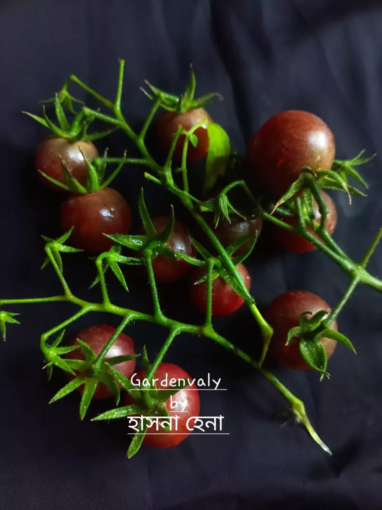 ছাদ বাগানে টমেটো ও অর্নামেন্টাল টমেটো চাষের সহজ পদ্ধতি 4 Chocolate cherry Tomato (20)