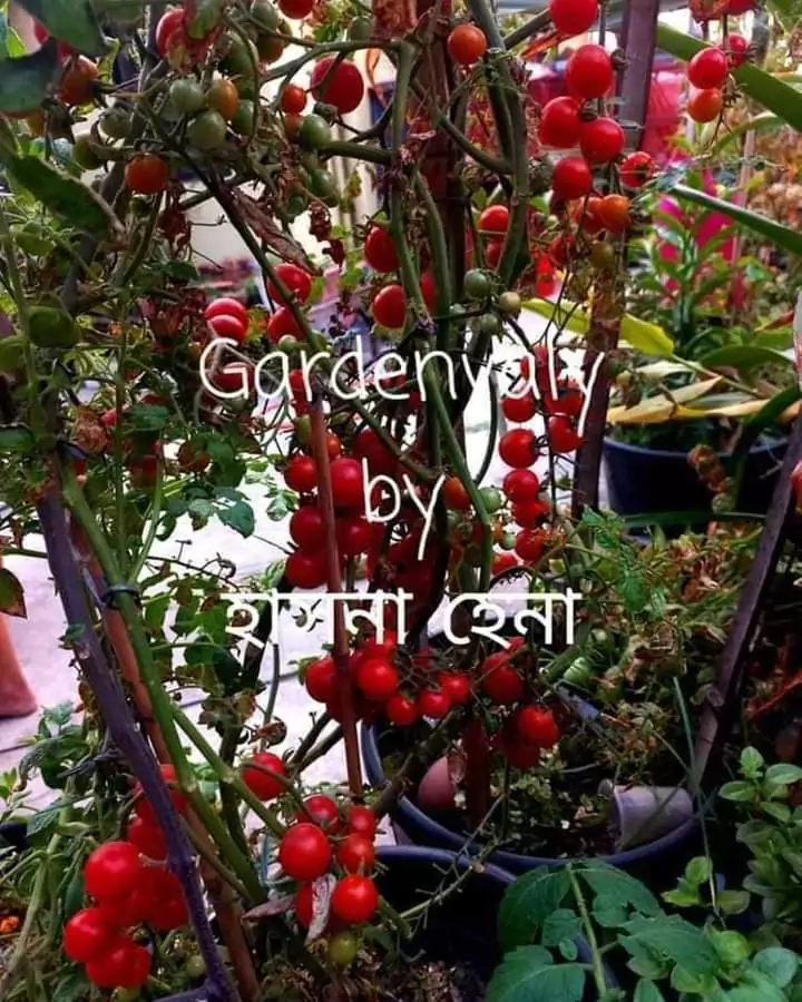 ছাদ বাগানে টমেটো ও অর্নামেন্টাল টমেটো চাষের সহজ পদ্ধতি 13 Ornamental or cherry Tomato (4)