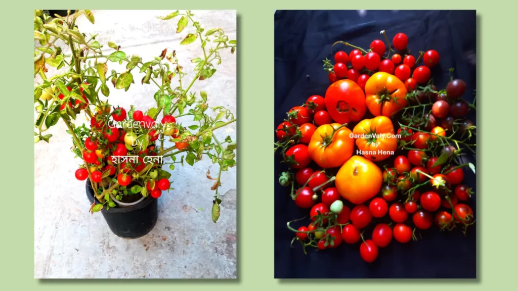 Tomato-harvesting