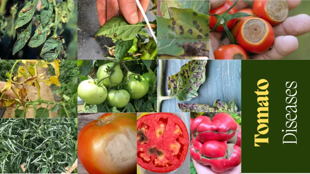 tomato-diseases