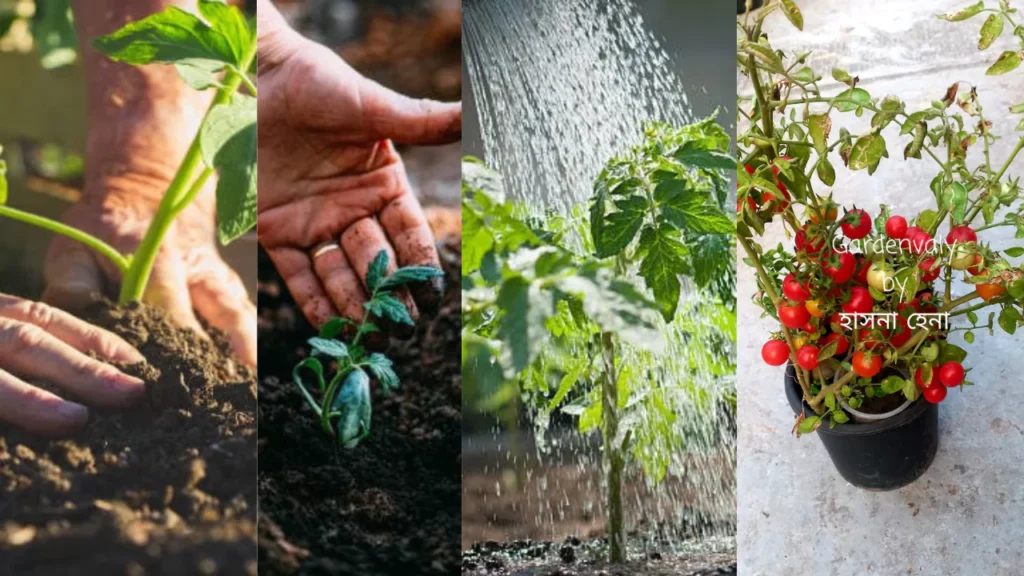 tomato-seedlings-migration