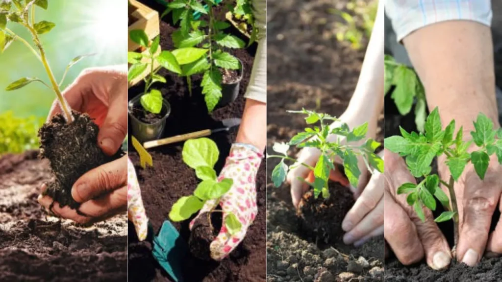 tomato-seedlings-migration01