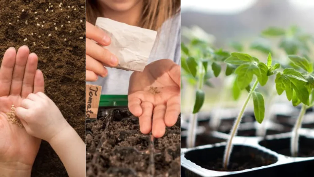 tomato-seedlings-migration02