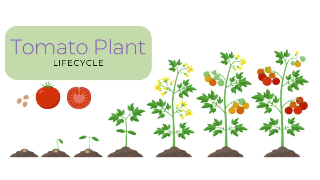 tomto-plant-lifecycle