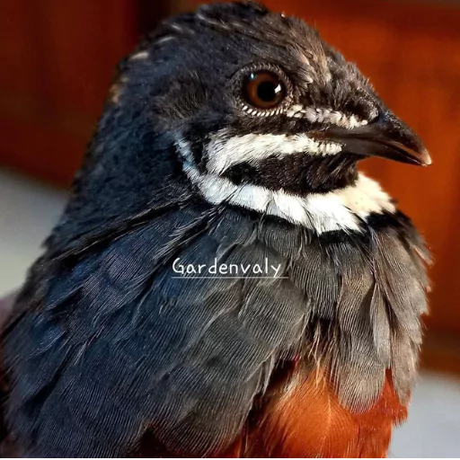 Exotic King Quail Fertile Eggs – 20 Pcs (কিং কোয়েলের বীজ ডিম-২০ পিস) 2 king-quail-1-680227b3a8da3