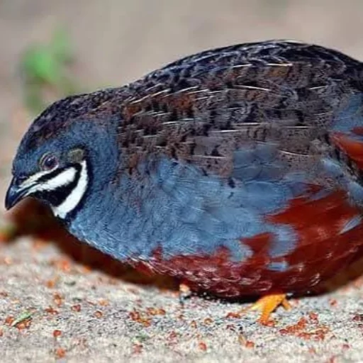 Exotic King Quail Fertile Eggs – 20 Pcs (কিং কোয়েলের বীজ ডিম-২০ পিস) 3 king-quail-2-680227b581bf8