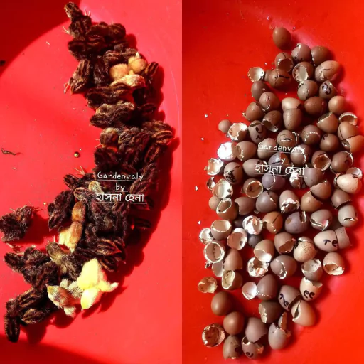Exotic King Quail Fertile Eggs – 20 Pcs (কিং কোয়েলের বীজ ডিম-২০ পিস) 6 king-quail-3-680227b840c7b