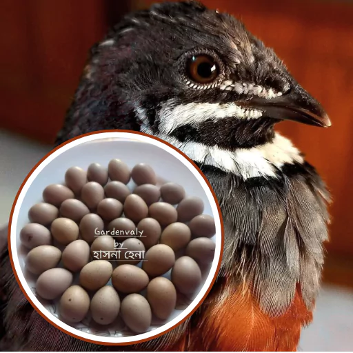 Exotic King Quail Fertile Eggs – 20 Pcs (কিং কোয়েলের বীজ ডিম-২০ পিস) 1 Exotic King Quail Fertile Eggs
