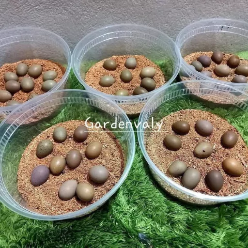 Exotic King Quail Fertile Eggs – 20 Pcs (কিং কোয়েলের বীজ ডিম-২০ পিস) 5 king-quail-egg-01-680227a90aaa7