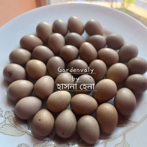Exotic King Quail Fertile Eggs – 20 Pcs (কিং কোয়েলের বীজ ডিম-২০ পিস) 4 king-quail-egg-680227a7acdc0