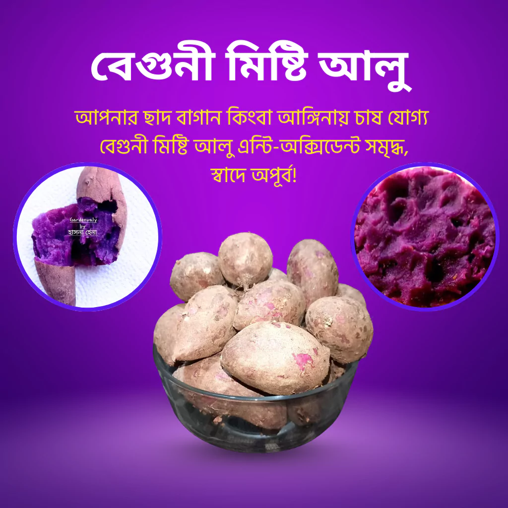 বেগুনী মিষ্টি আলু