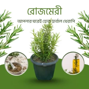 rosemary