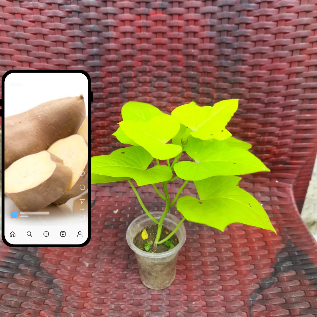 Best Sweet Potato Plant Combo at 33.33% Off (Purple, Orange & Neon Leaf) 3 Best sweet potato combo (11)