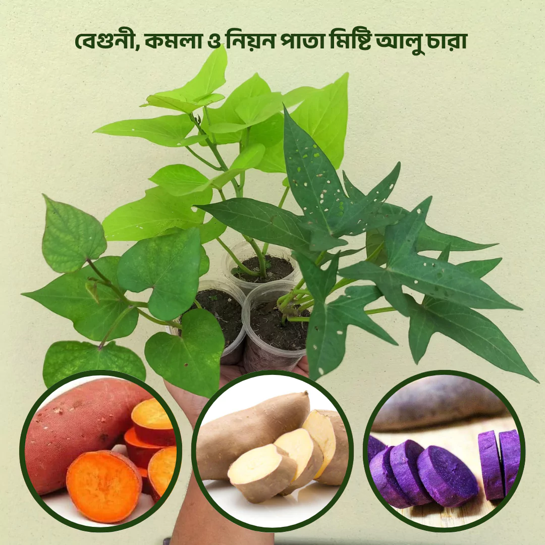 Best Sweet Potato Plant Combo at 33.33% Off (Purple, Orange & Neon Leaf) 1 Best sweet potato combo (7)